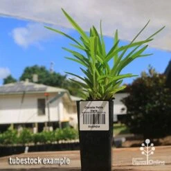 Dianella Petite Marie -Garden Plant Store apo petite marie dianella tubestock2