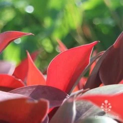 Philodendron Prince Of Orange -Garden Plant Store apo philo prince of orange leaf