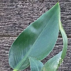 Philodendron Fat Boy -Garden Plant Store apo philodendron fat boy leaf