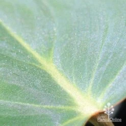 Philodendron Gloriosum - Velvet Philodendron 10 Philodendron Gloriosum - Velvet Philodendron -Garden Plant Store apo philodendron gloriosum glittery