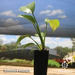 Philodendron Minima - Mini Monstera -Garden Plant Store apo philodendron minima tubestock2