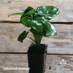 Philodendron Super Atom -Garden Plant Store apo philodendron super atom tubestock