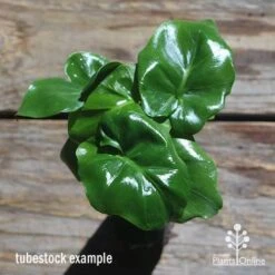 Philodendron Super Atom -Garden Plant Store apo philodendron super atom tubestock top