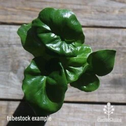Philodendron Super Atom -Garden Plant Store apo philodendron super atom tubestock top2