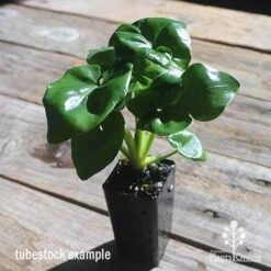 Philodendron Super Atom -Garden Plant Store apo philodendron super atom tubestock2