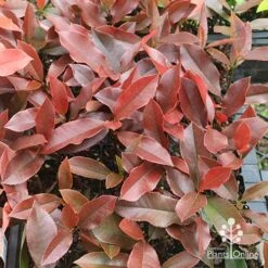 Photinia Black Jack -Garden Plant Store apo photinia black jack