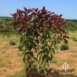 Photinia Black Jack -Garden Plant Store apo photinia black jack bush