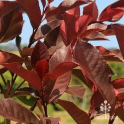 Photinia Black Jack -Garden Plant Store apo photinia black jack colour