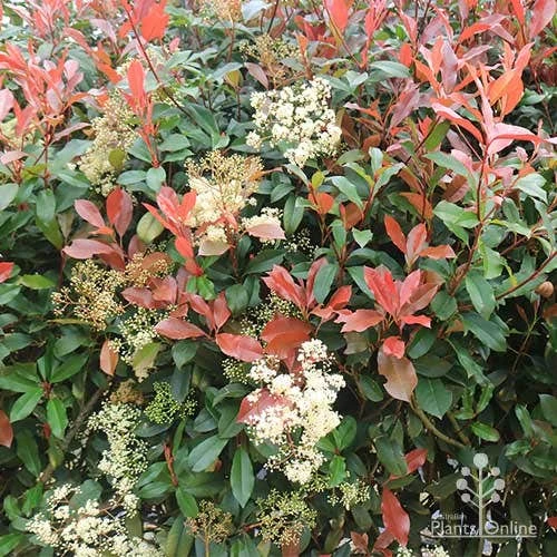 Photinia Red Robin 3 Photinia Red Robin - Image 3