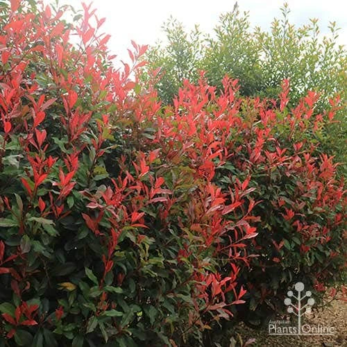 Photinia Red Robin 12 Photinia Red Robin - Image 12