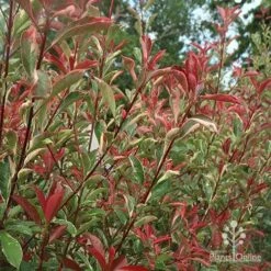 Photinia Pink Marble -Garden Plant Store apo photinia pink marble hedge nursery