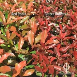 Photinia Red Robin 20 Photinia Red Robin -Garden Plant Store apo photinia red robin glabra rubens 1