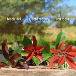 Photinia Red Robin 19 Photinia Red Robin -Garden Plant Store apo photinia trio compare