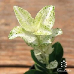 Euonymus Pierrolino - Variegated Spindle -Garden Plant Store apo pierrolino euonymus 1