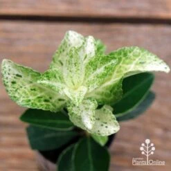 Euonymus Pierrolino - Variegated Spindle -Garden Plant Store apo pierrolino euonymus 2