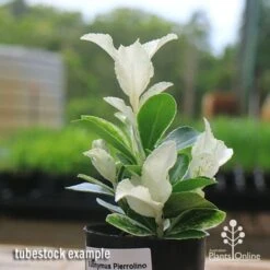 Euonymus Pierrolino - Variegated Spindle -Garden Plant Store apo pierrolino euonymus tubestock