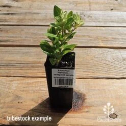 Euonymus Pierrolino - Variegated Spindle -Garden Plant Store apo pierrolino tubestock