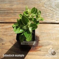 Euonymus Pierrolino - Variegated Spindle -Garden Plant Store apo pierrolino tubestock top