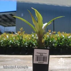 Pineapple Pure Gold -Garden Plant Store apo pineapple tubestock nursery