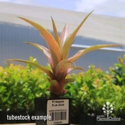 Pineapple Pure Gold -Garden Plant Store apo pineapple tubestock pure gold