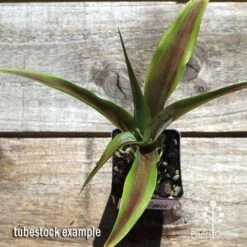 Pineapple Pure Gold -Garden Plant Store apo pineapple tubestock top