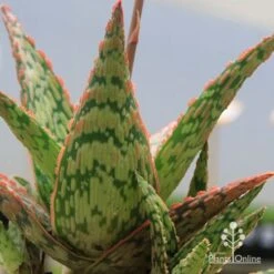 Aloe Pink Blush - Succulent -Garden Plant Store apo pink blush aloe leaves