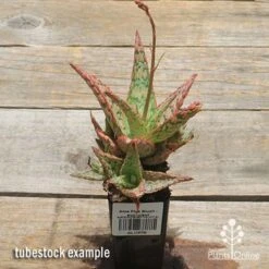 Aloe Pink Blush - Succulent -Garden Plant Store apo pink blush aloe tubestock
