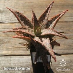 Aloe Pink Blush - Succulent -Garden Plant Store apo pink blush aloe tubestock large
