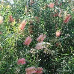 Callistemon Pink Champagne 18 Callistemon Pink Champagne -Garden Plant Store apo pink champagne colour range