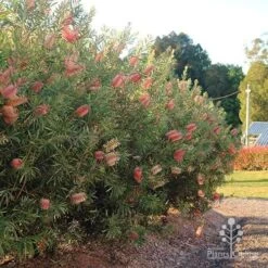 Callistemon Pink Champagne