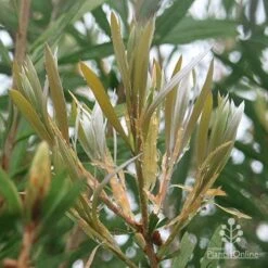 Callistemon Pink Champagne 15 Callistemon Pink Champagne -Garden Plant Store apo pink champagne new leaf colour