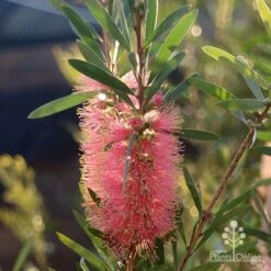 Callistemon Pink Champagne 23 Callistemon Pink Champagne -Garden Plant Store apo pink champgne callistemon flower