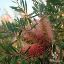 Callistemon Pink Champagne 20 Callistemon Pink Champagne -Garden Plant Store apo pink champgne colour fan