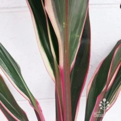 Cordyline Fruticosa Pink Diamond 14 Cordyline Fruticosa Pink Diamond -Garden Plant Store apo pink diamond colouring