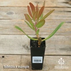 Protea Pink Ice -Garden Plant Store apo pink ice protea tubestock