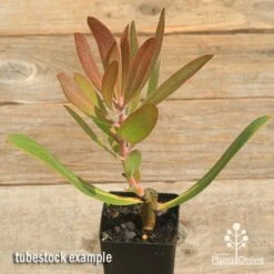 Protea Pink Ice -Garden Plant Store apo pink ice protea tubestock top