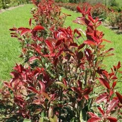 Photinia Pink Marble -Garden Plant Store apo pink marble hedge flower farm