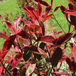Photinia Pink Marble -Garden Plant Store apo pink marble leaf colour