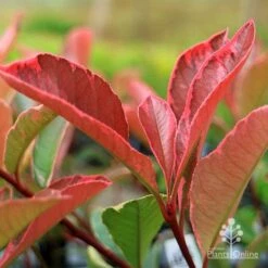Photinia Pink Marble -Garden Plant Store apo pink marble photinia new leaf