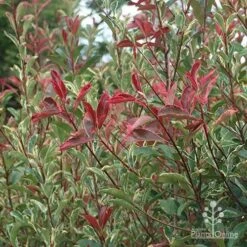 Photinia Pink Marble -Garden Plant Store apo pink marble photinia nursery