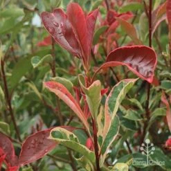 Photinia Pink Marble -Garden Plant Store apo pink marble photinia shoot