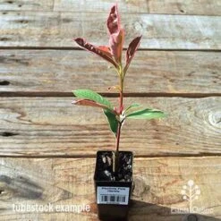 New Products -Garden Plant Store apo pink marble tubestock plant