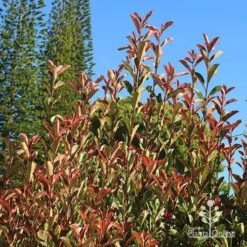 Photinia Pink Marble -Garden Plant Store apo pink marble upright habit