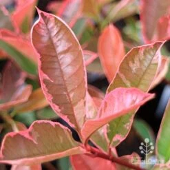 Photinia Pink Marble -Garden Plant Store apo pink marble very pink