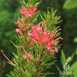 Grevillea Pink Pearl
