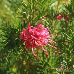 Grevillea Pink Pearl -Garden Plant Store apo pink pearl grevillea flower