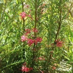 Grevillea Pink Pearl -Garden Plant Store apo pink pearl grevillea habit 1