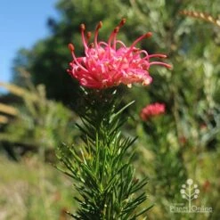 Grevillea Pink Pearl -Garden Plant Store apo pink pearl grevillea new flower