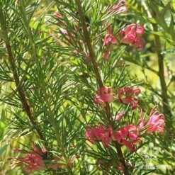 Grevillea Pink Pearl -Garden Plant Store apo pink pearl grevillea nursery 1