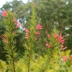 Grevillea Pink Pearl -Garden Plant Store apo pink pearl grevillea nursery flowering closeup